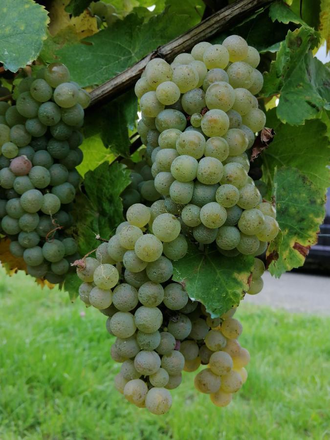 Weingut Licht-Stadtfeld 브라운버그 외부 사진